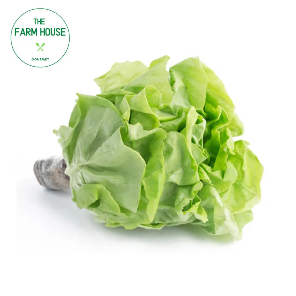 Xà Lách Mỡ - Butterhead Lettuce - THE FARM HOUSE
