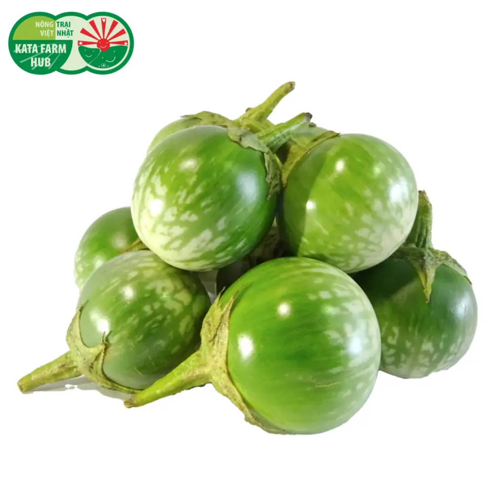 Cà Dĩa Sọc Xanh - Laos Green Stripe Eggplant - KATA FARM HUB