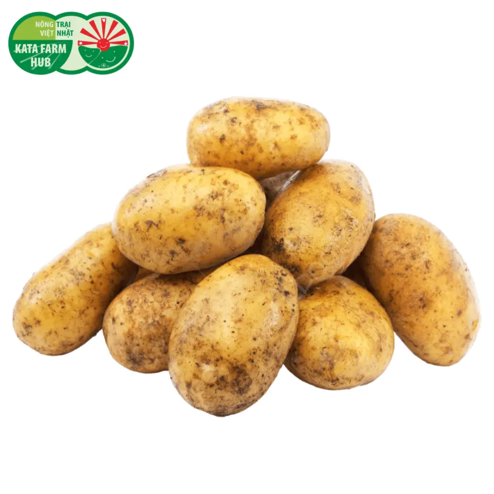 Khoai Tây Vàng - Potatoes - KATA FARM HUB