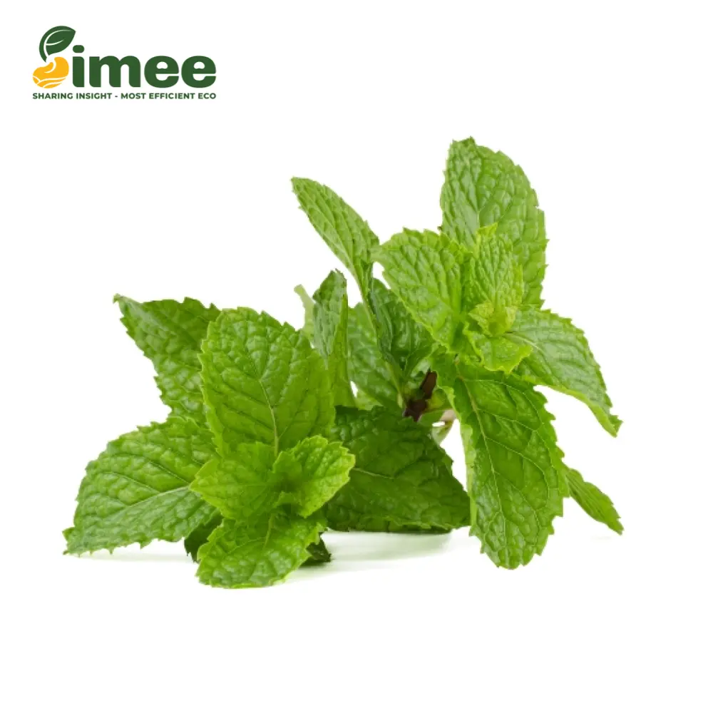 Húng Lủi VietGAP - Spearmint (50g) - SIMEE