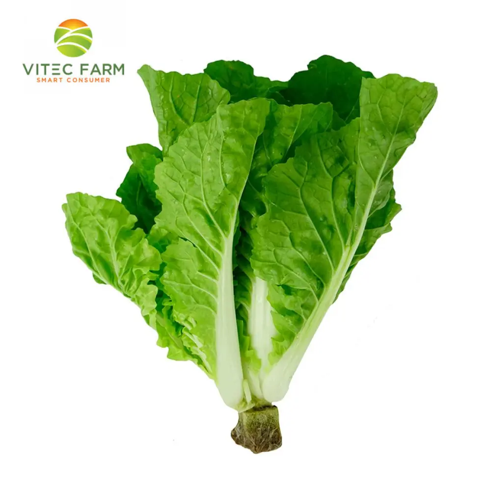 Cải Dún Thủy Canh GlobalGAP - Hydroponic Dun Cabbage (300g) - VITEC FARM