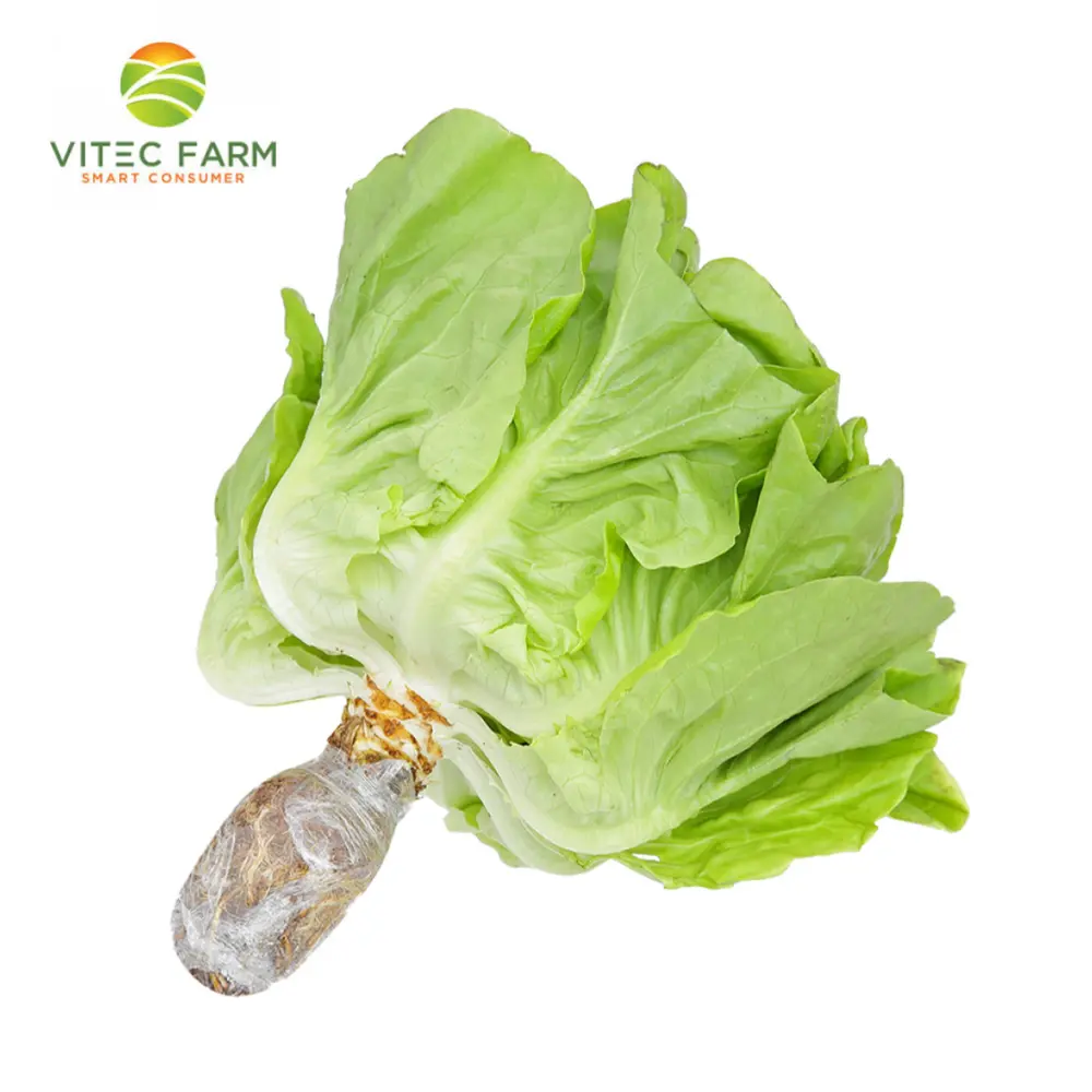 Xà lách Mỡ Thủy Canh GlobalGAP - Hydroponic Butterhead Lettuce (150g) - VITEC FARM