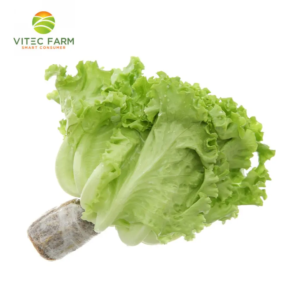 Lô Lô Xanh Thủy Canh GlobalGAP - Hydroponic Lollo Lettuce (150g) - VITEC FARM