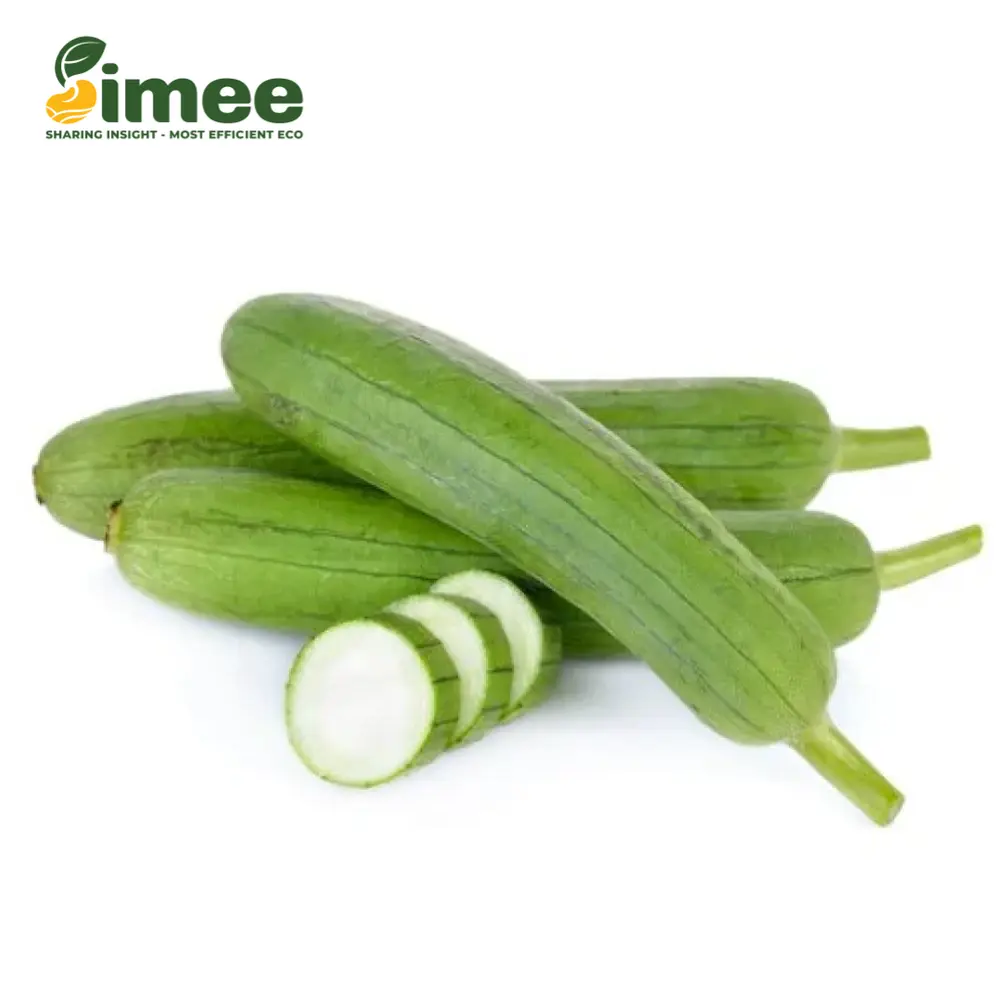 Mướp Hương VietGAP - Loofah - SIMEE