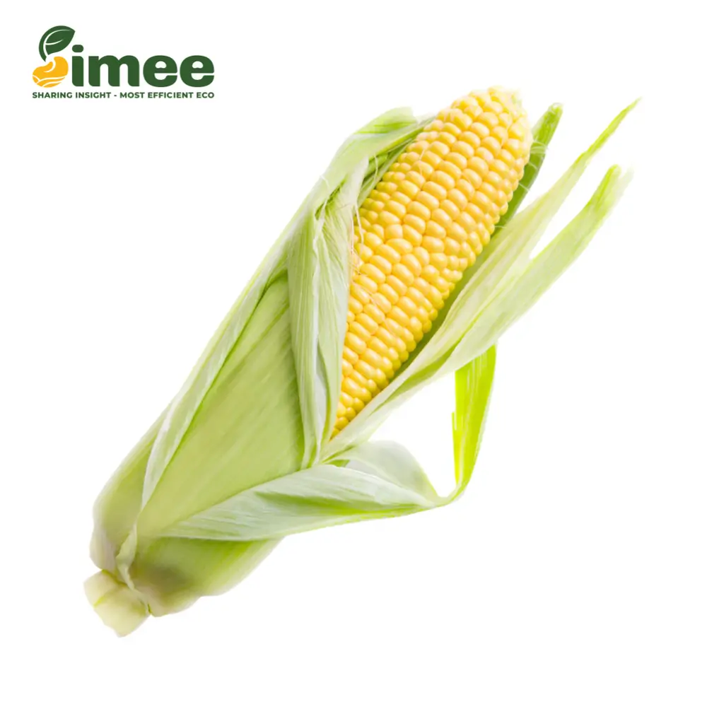 Bắp Vàng VietGAP - Golden Corn on the Cob - SIMEE