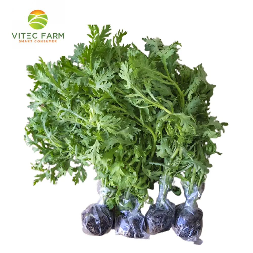 Tần Ô Thủy Canh GlobalGAP - Hydroponic Chrysanthemum Leaves (300g) - VITEC FARM