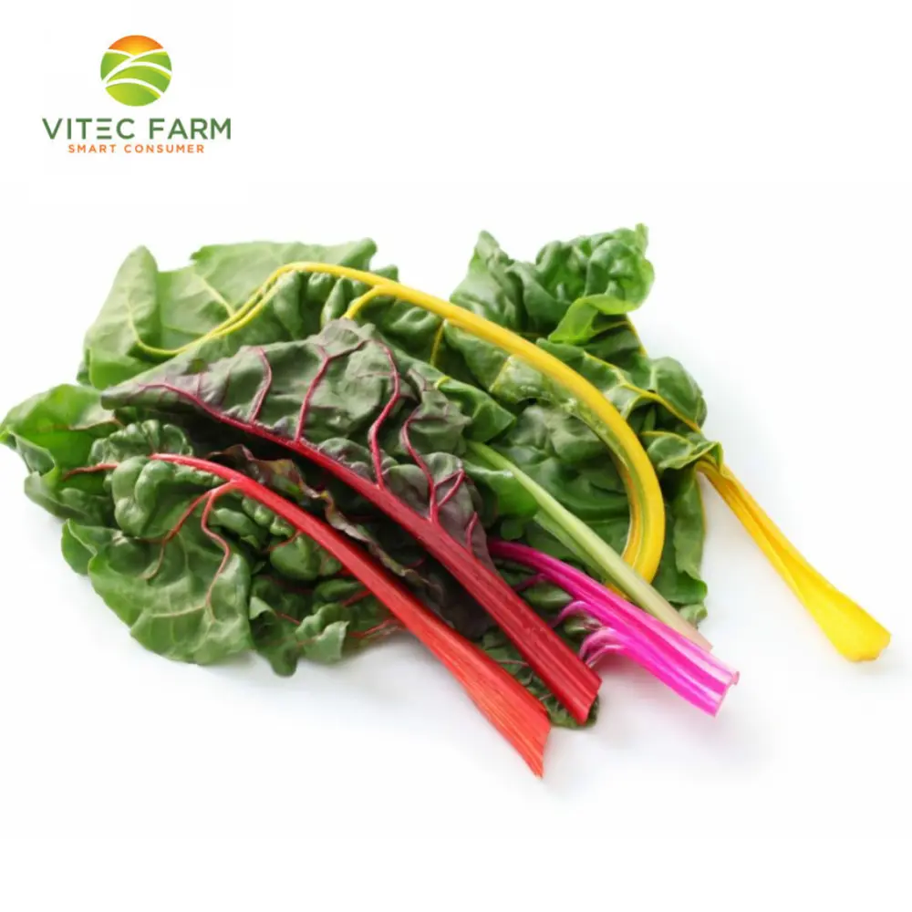 Cải Cầu Vồng Thủy Canh GlobalGAP - Hydroponic Rainbow Chard (300g) - VITEC FARM