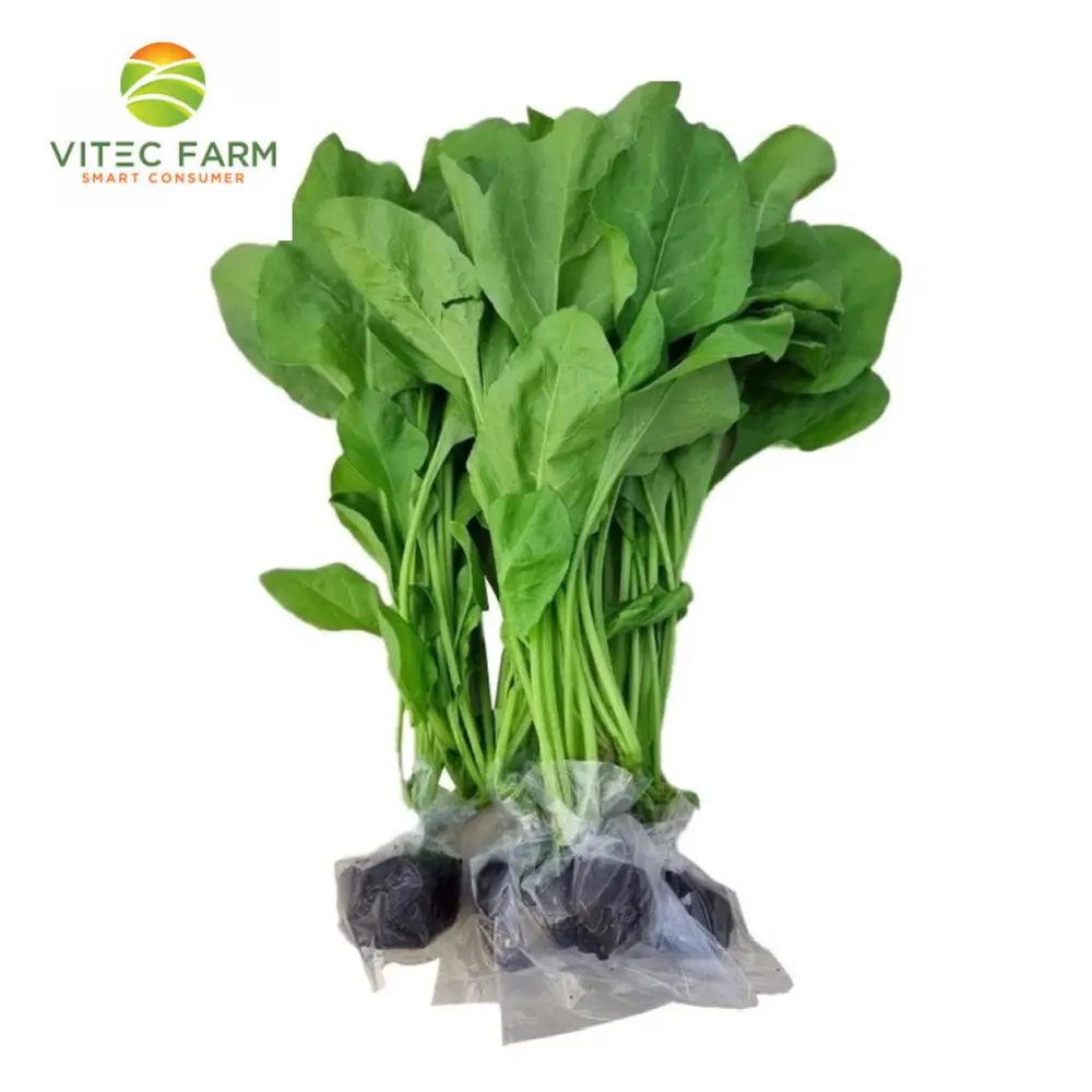 Cải Bó Xôi Thủy Canh GlobalGAP - Hydroponic Spinach (300g) - VITEC FARM