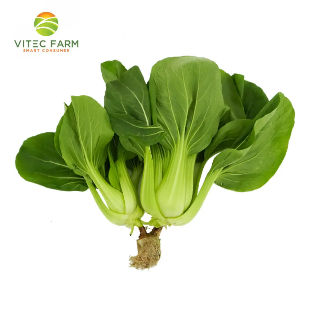 Cải Thìa Thủy Canh GlobalGAP - Hydroponic Bok Choy (300g) - VITEC FARM