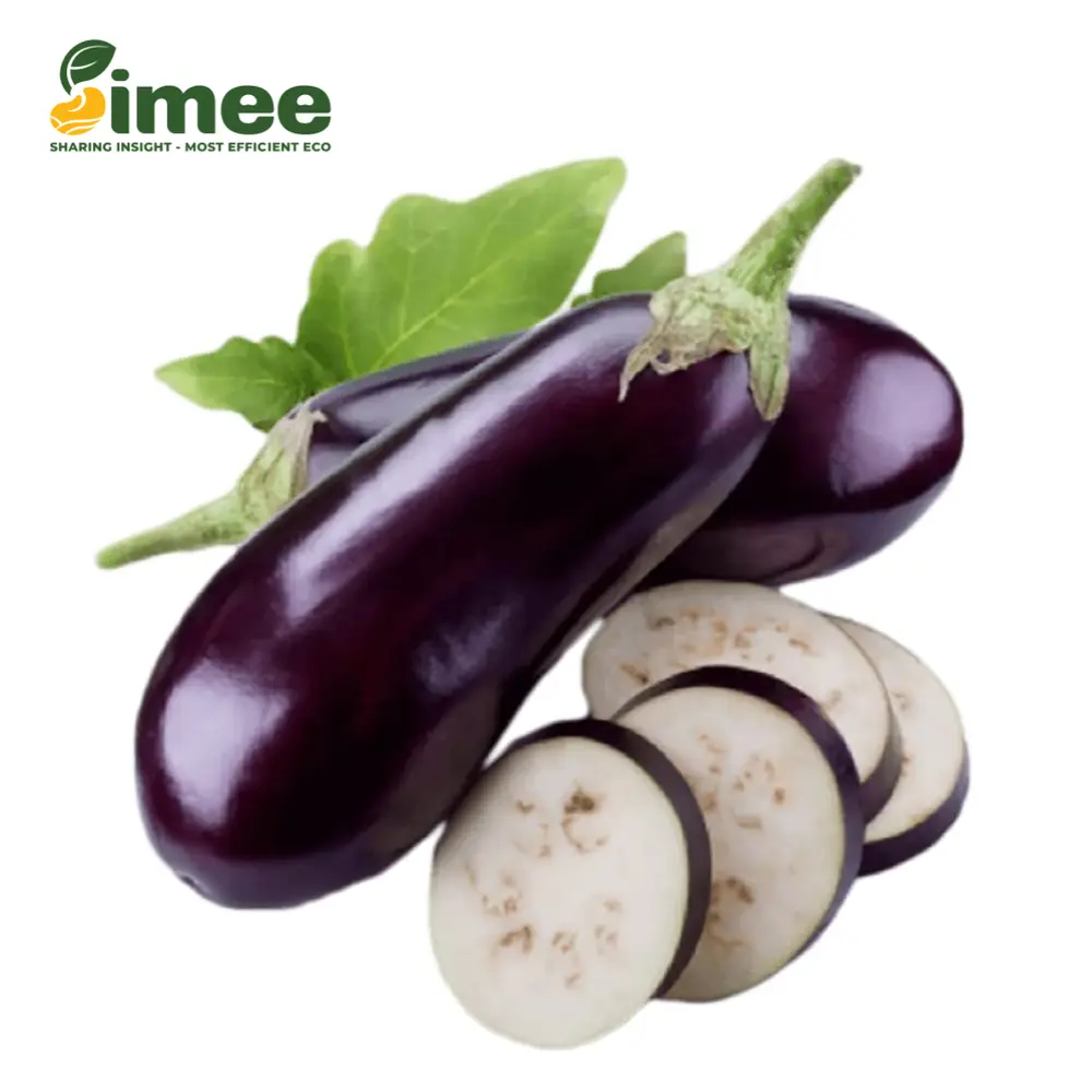 Cà Tím VietGAP - Eggplant / Aubergine - SIMEE