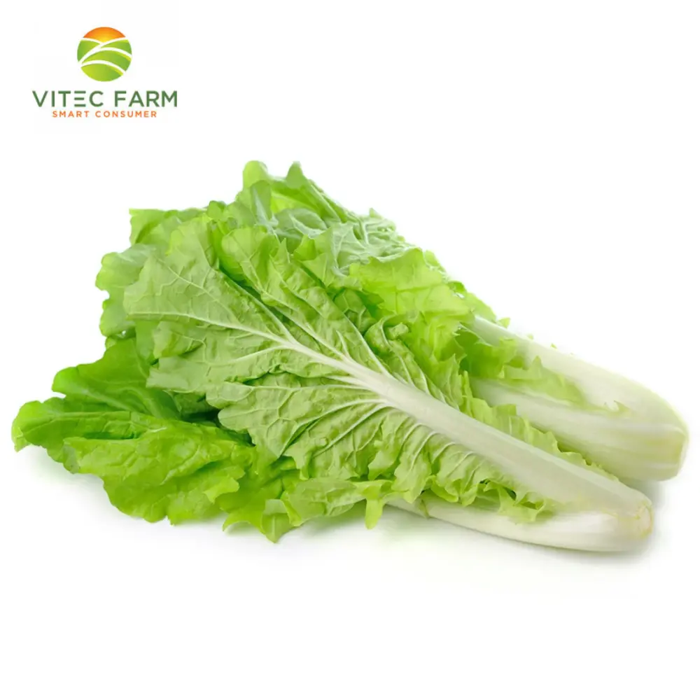 Cải Dún Baby GlobalGAP - Baby Dun Cabbage (250g) - VITEC FARM