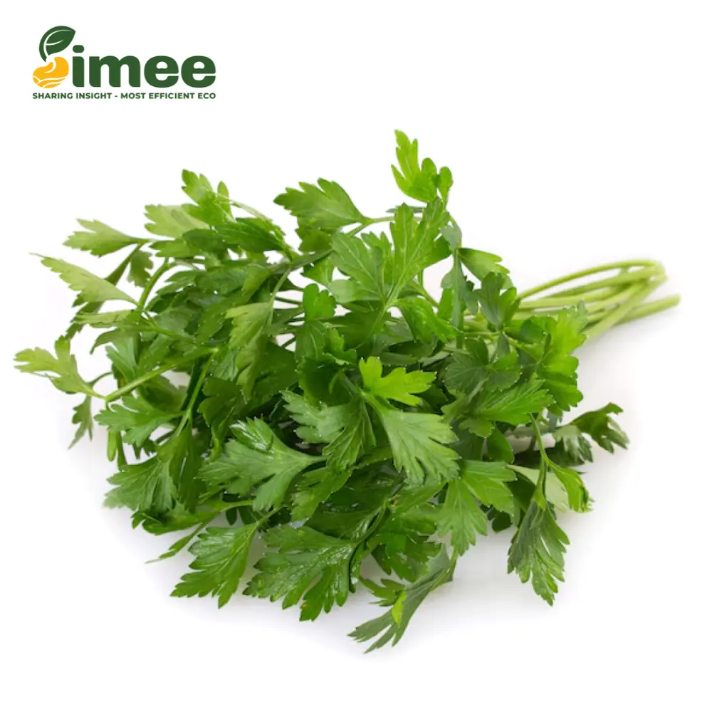 Ngò Rí Hữu Cơ - Organic Coriander (50g) - SIMEE