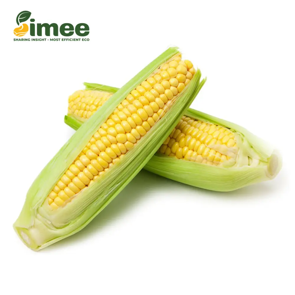 Bắp Vàng Hữu Cơ - Organic Corn on the Cob - SIMEE
