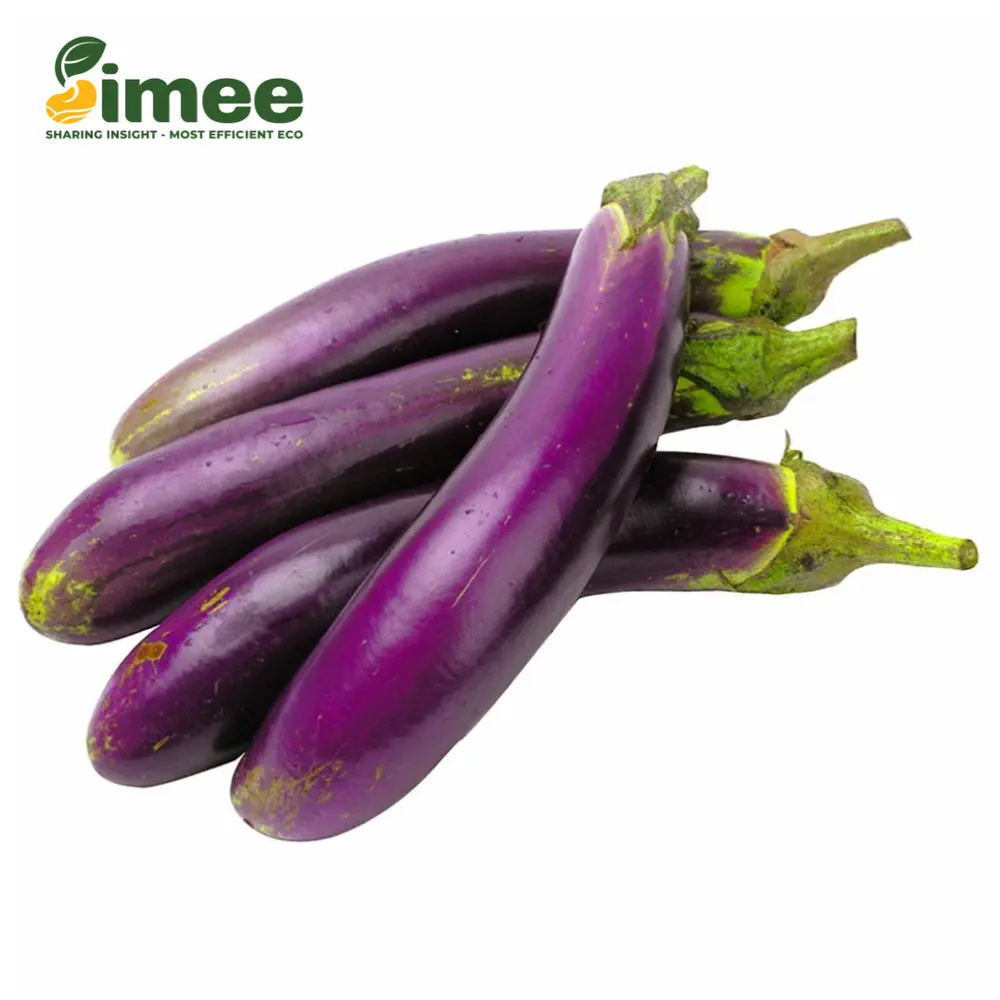 Cà Tím Hữu Cơ - Organic Eggplant / Aubergine - SIMEE