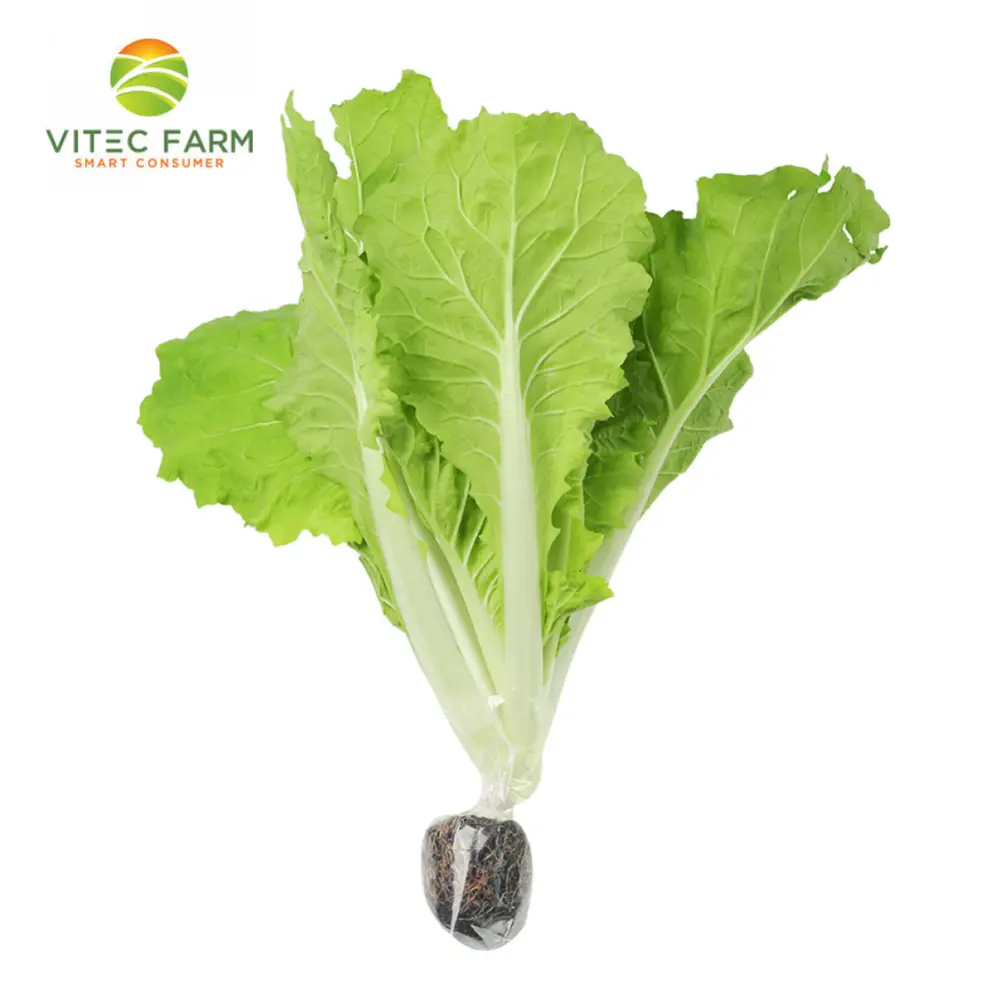 Cải Xanh Thủy Canh GlobalGAP - Hydroponic Mustard Greens (300g) - VITEC FARM