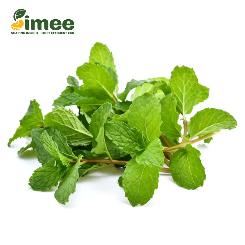 Húng Lủi Hữu Cơ - Spearmint (50g) - SIMEE