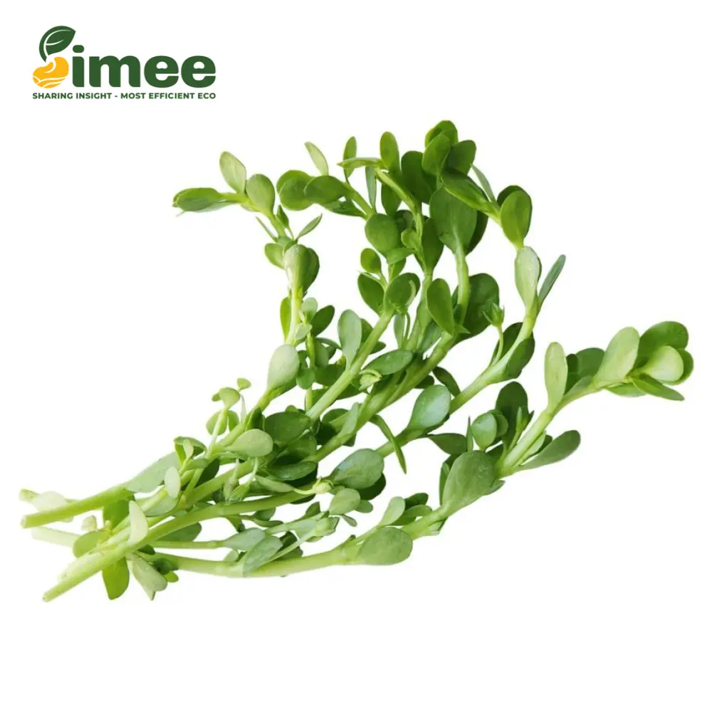 Rau Đắng VietGAP - Brahmi / Bacopa Monnieri (250g) - SIMEE