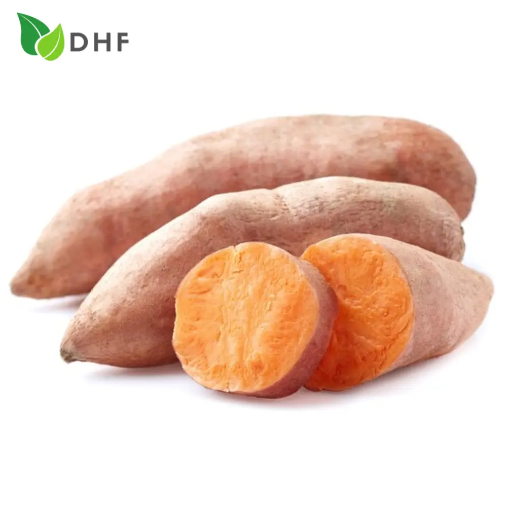 Khoai Lang Mật Nghệ Giống Thái - Thai Honey Sweet Potato - DHF