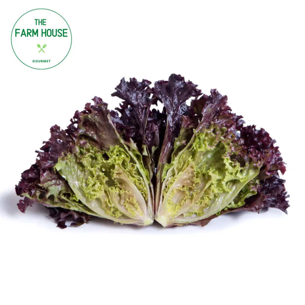 Xà Lách Thuỷ Tinh Đỏ - Red Crystal Lettuce - THE FARM HOUSE