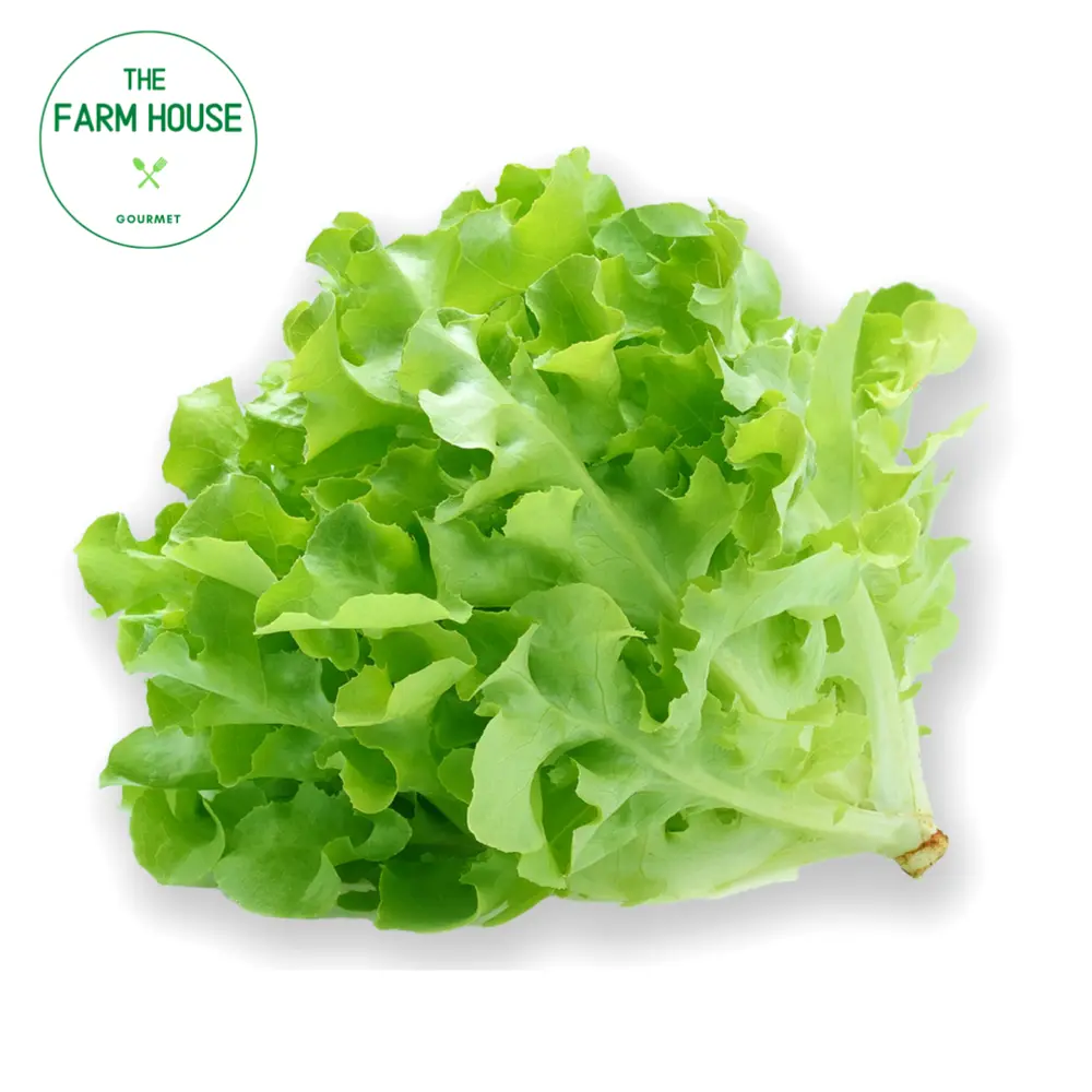 Xà Lách Oakleaf Xanh - Green Oak Lettuce - THE FARM HOUSE