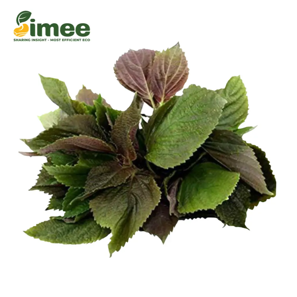 Tía Tô Hữu Cơ - Organic Shiso Leaves (100g) - SIMEE