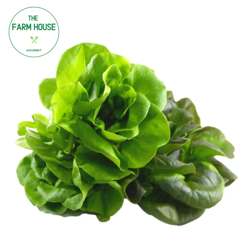 Xà Lách Mỡ Salanova Xanh/Đỏ Lá Nhỏ - Baby Green/Red Butterhead Lettuce - THE FARM HOUSE