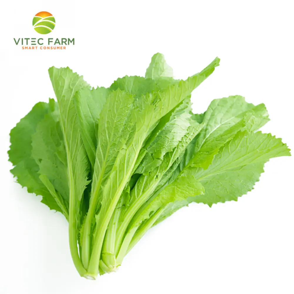 Cải Xanh Baby GlobalGAP - Baby Mustard Greens (250g) - VITEC FARM