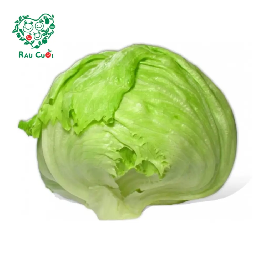 Xà Lách Cuộn - Iceberg Lettuce - RAU CUOI VIET NHAT