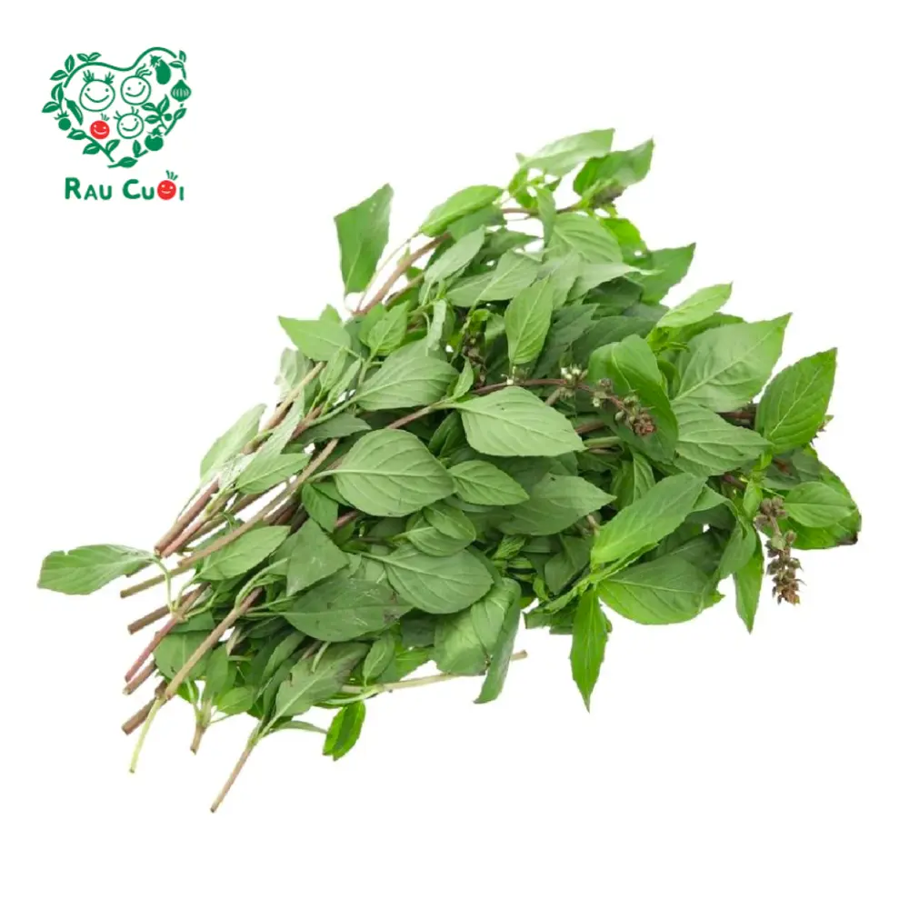 Húng Quế - Basil (50g) - RAU CUOI VIET NHAT