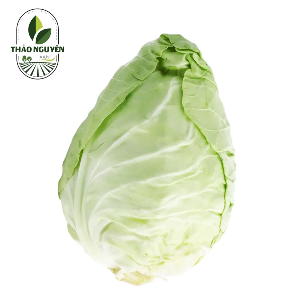 Bắp Cải Trái Tim - Pointed White Cabbage - THAO NGUYEN XANH