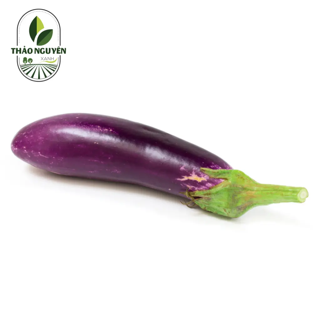 Cà Tím - Eggplant / Aubergine - THAO NGUYEN XANH