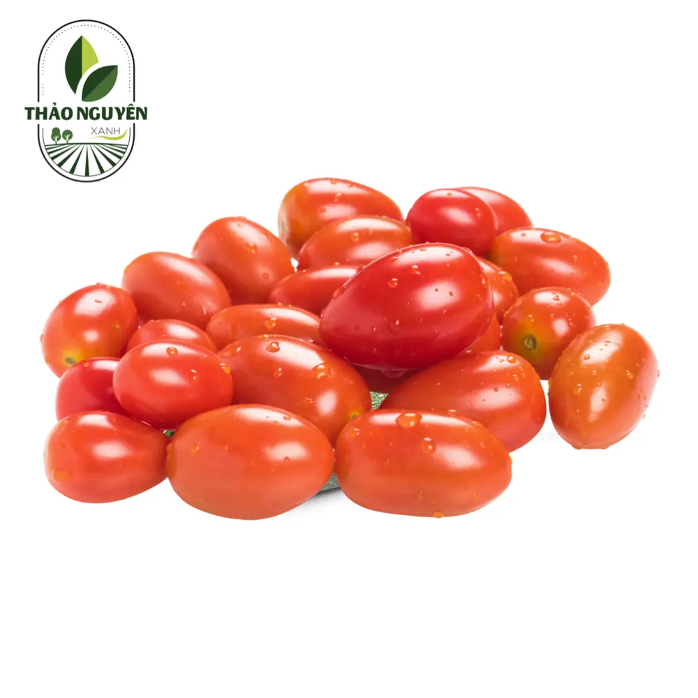 Cà Chua Bi - Cherry Tomato - THAO NGUYEN XANH