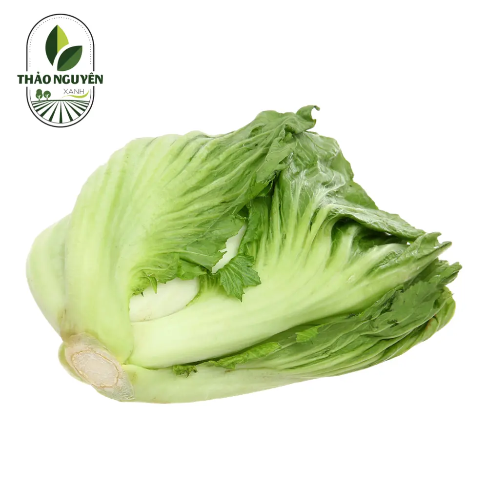 Cải Sậy / Cải Dưa Chua - Mustard Greens for Pickling - THAO NGUYEN XANH