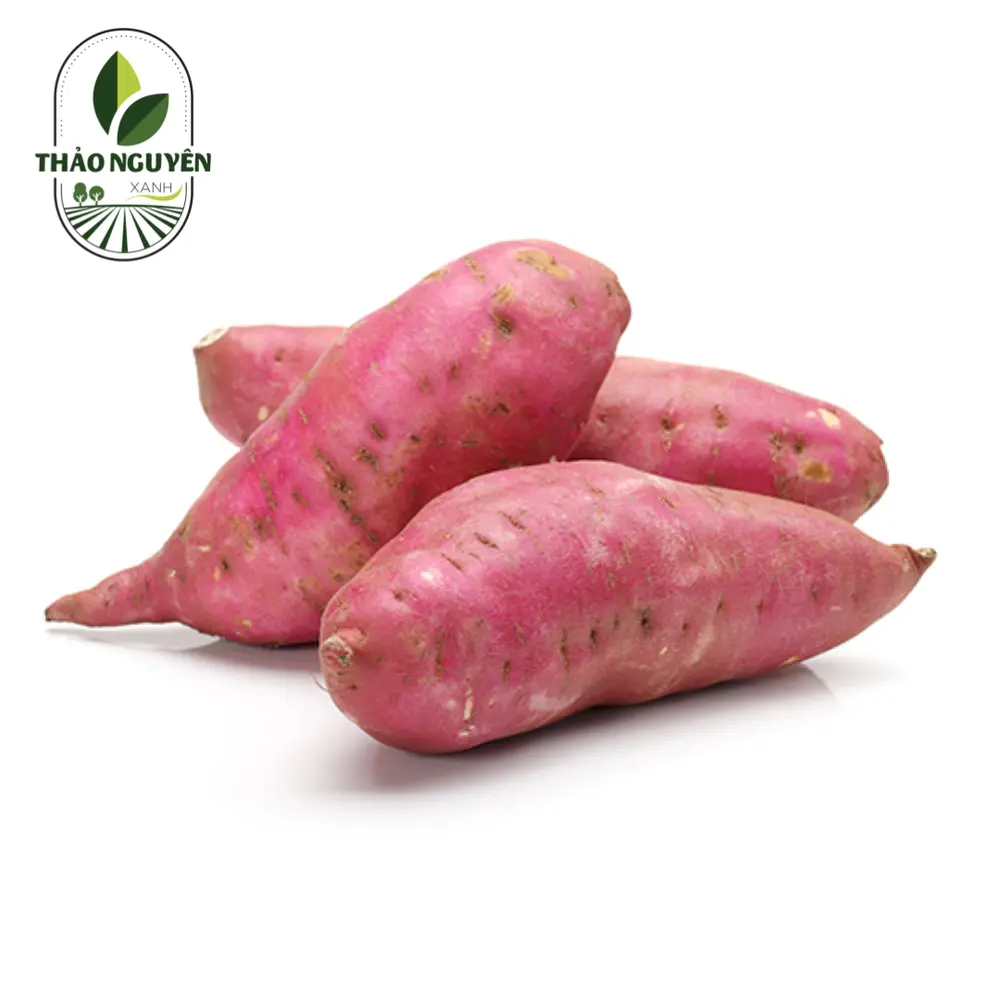 Khoai Lang Nhật - Japanese Sweet Potato - THAO NGUYEN XANH
