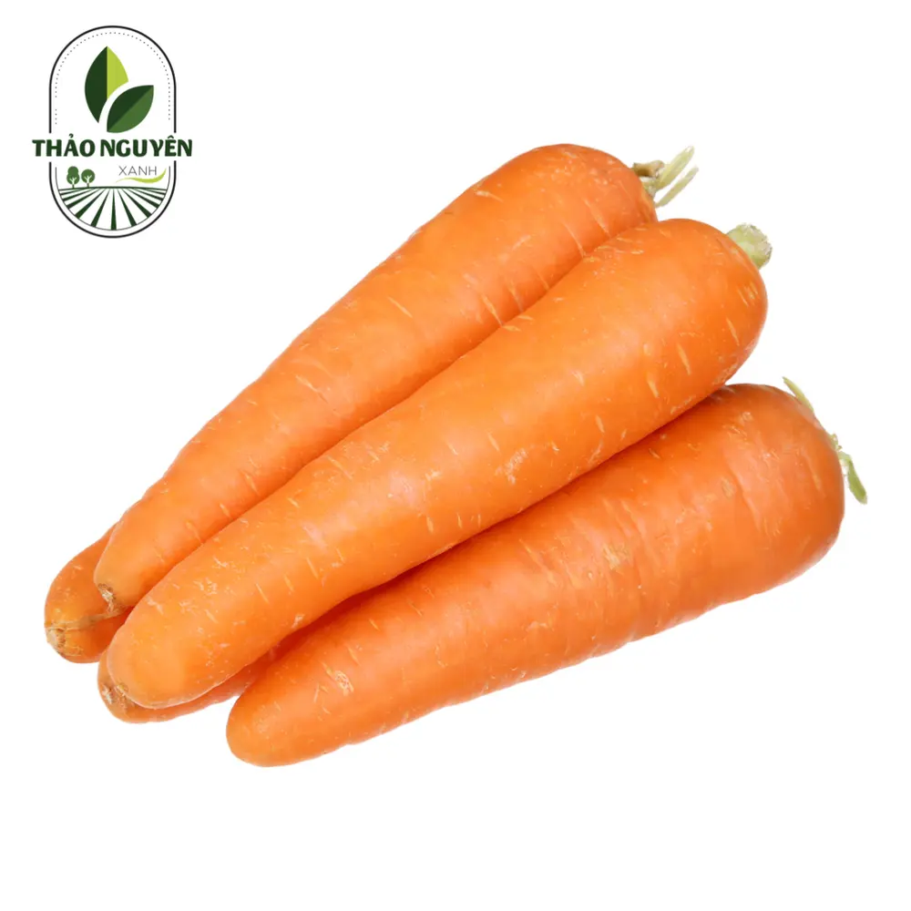 Cà Rốt - Carrot - THAO NGUYEN XANH