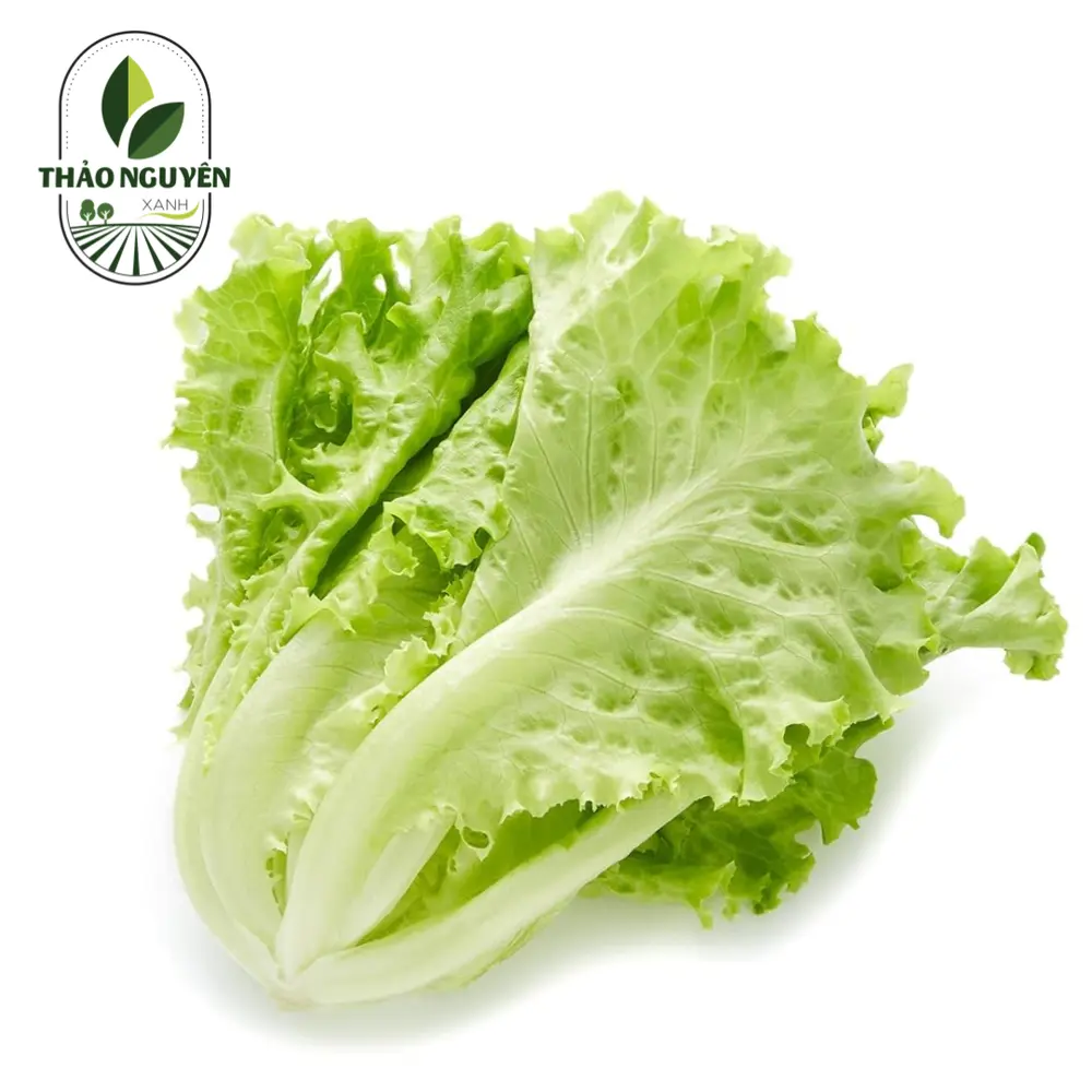 Xà Lách Caron - Carol Lettuce - THAO NGUYEN XANH