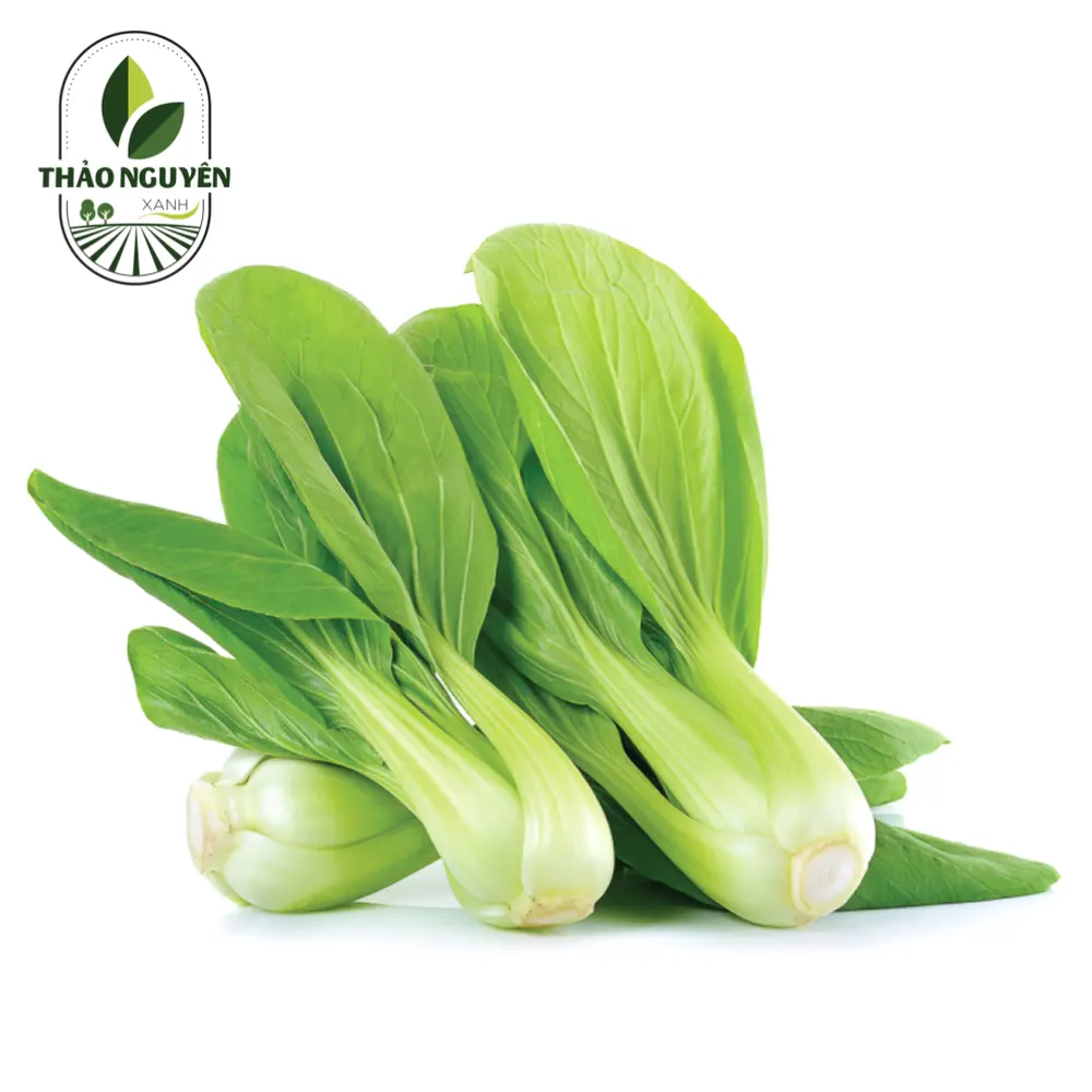 Cải Thìa - Bok Choy - THAO NGUYEN XANH