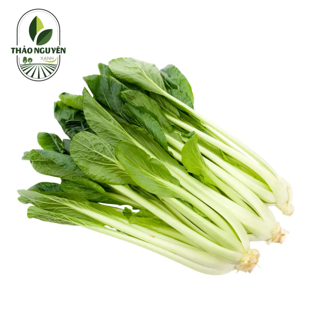 Cải Ngọt - Brassica Integrifolia - THAO NGUYEN XANH