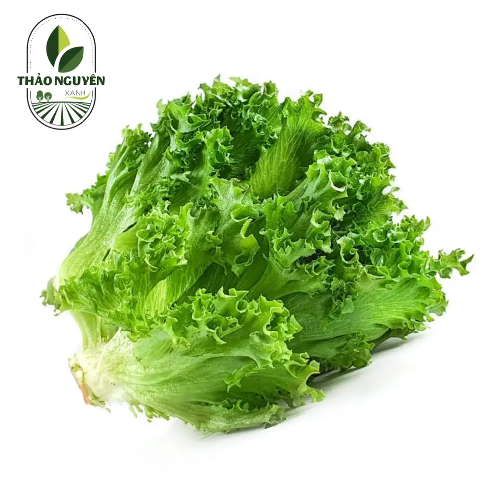 Xà Lách Crispy - Crispy Lettuce - THAO NGUYEN XANH