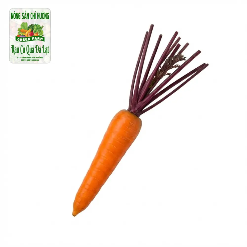 Cà Rốt Cọng Tím - Purple Stem Carrot - NONG SAN CHI HUONG