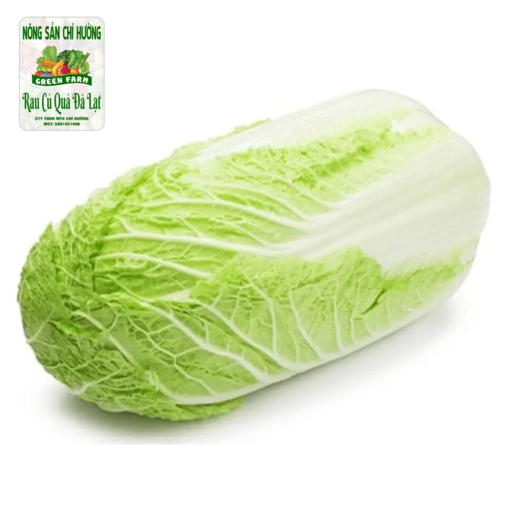 Cải Thảo Đà Lạt - Chinese Cabbage - NONG SAN CHI HUONG
