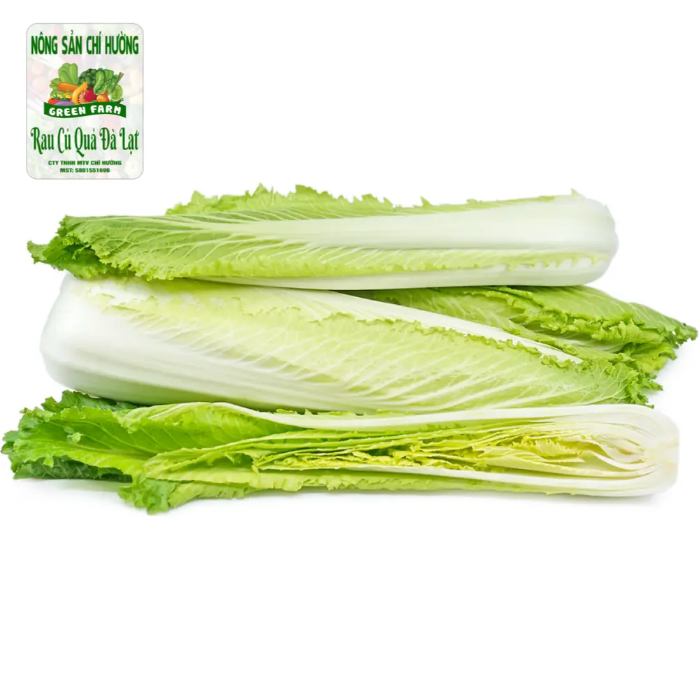 Cải Thảo Hỏa Tiễn - Rocket Napa Cabbage - NONG SAN CHI HUONG