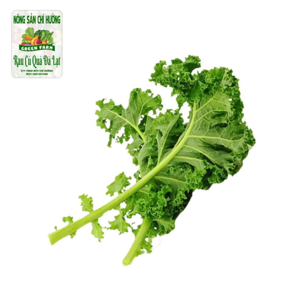 Cải Xoăn - Kale - NONG SAN CHI HUONG