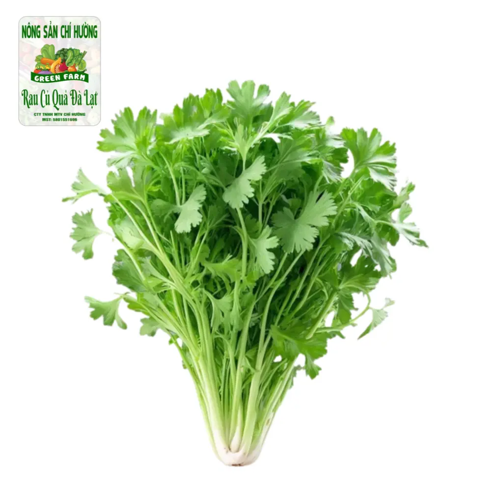 Cần Tàu / Cần Gia Vị - Chinese Celery - NONG SAN CHI HUONG