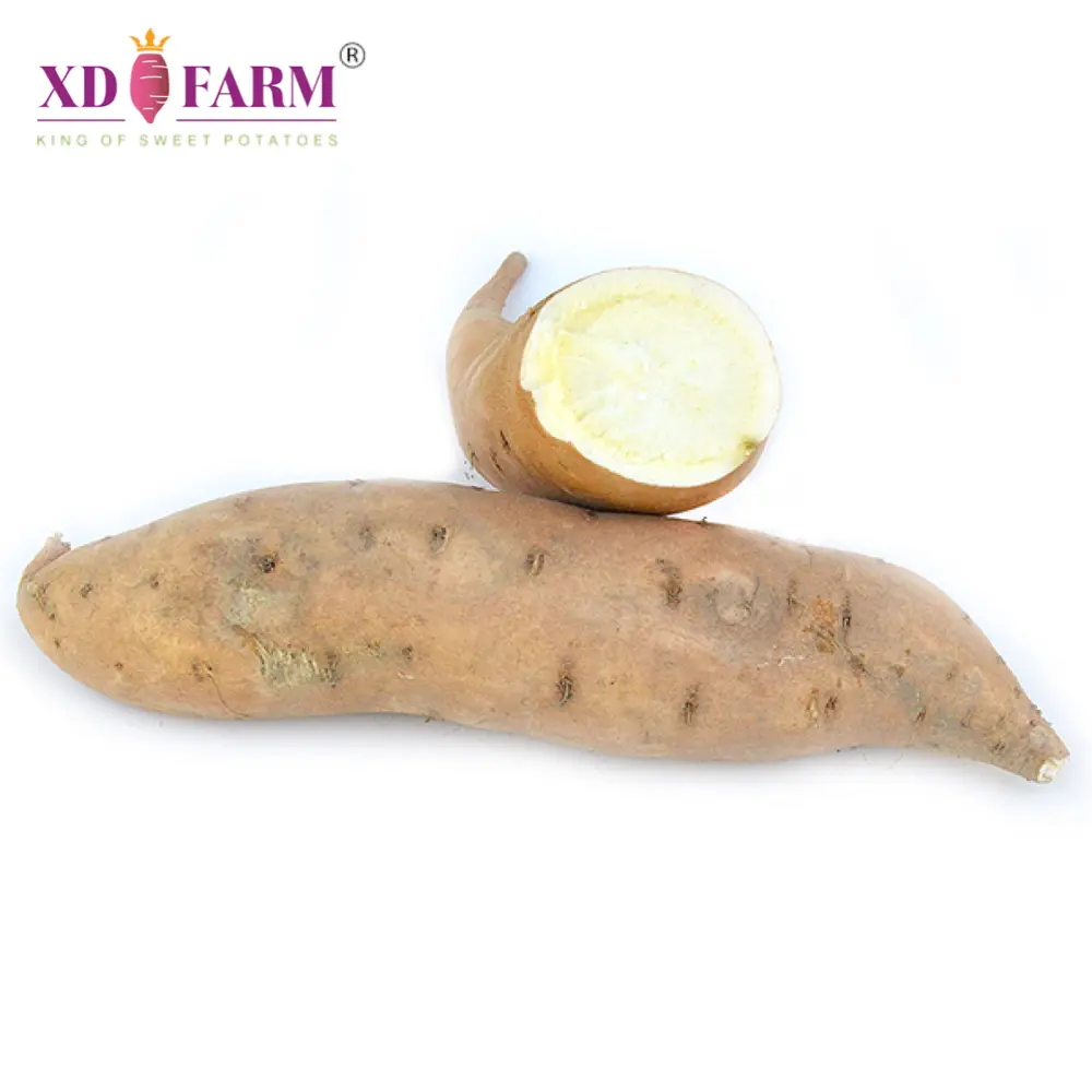 Khoai Lang Sữa Chuẩn Xuất Khẩu -  Cream-Fleshed Sweet Potato Export Quality - XD FARM