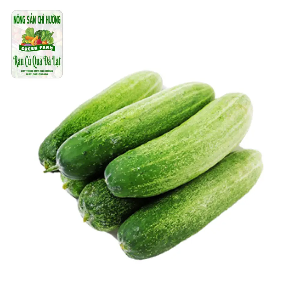 Dưa Leo Thường - Vietnamese Cucumber - NONG SAN CHI HUONG