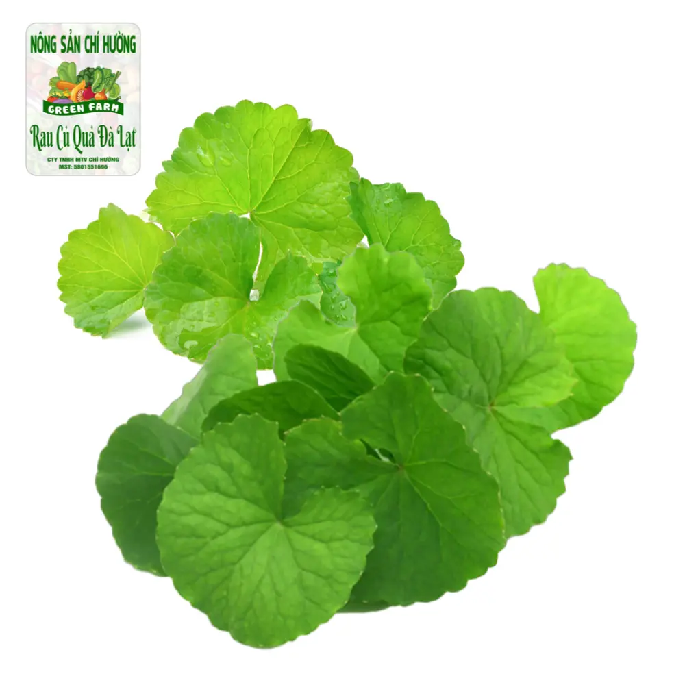 Rau Má - Pennywort - NONG SAN CHI HUONG