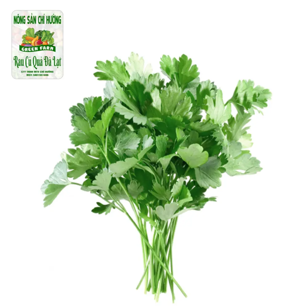 Ngò Rí - Coriander - NONG SAN CHI HUONG