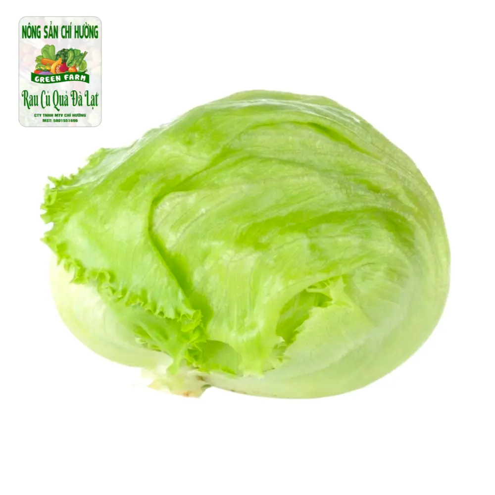 Xà Lách Mỹ - Iceberg Lettuce - NONG SAN CHI HUONG