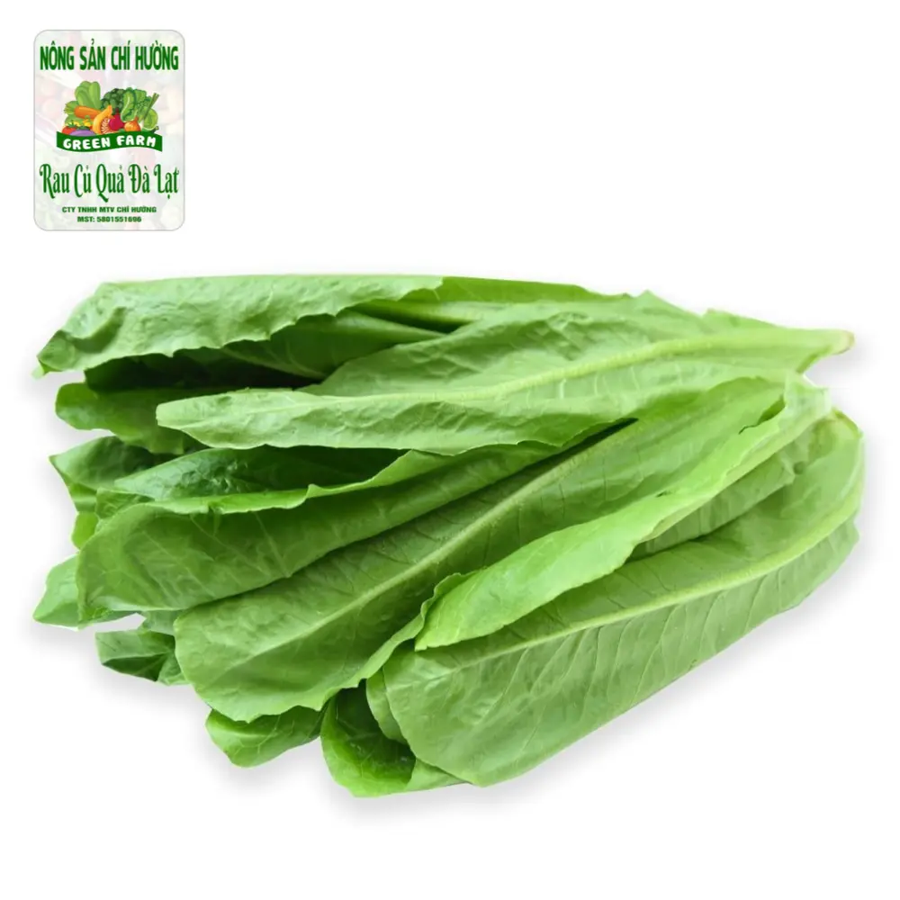Xà Lách La Mã - Romaine Lettuce - NONG SAN CHI HUONG